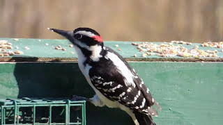 Hairy Woodpecker calling in Peek Note [upl. by Yasibit465]