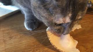 Cats Who Say Nom Nom Nom A Compilation [upl. by Ibob]