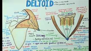 Deltoid Muscle  Anatomy  Origin  Insertion  clinical anatomy [upl. by Loma]