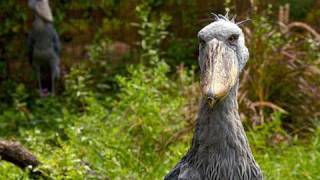 Introducing the Shoebill Storks [upl. by Nev]