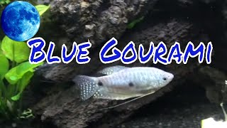 Blue Gourami Care Guide [upl. by Ethbun416]