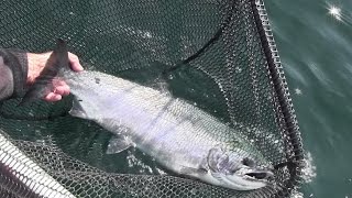 Fishing for Coho Salmon in Puget Sound [upl. by Aloke]