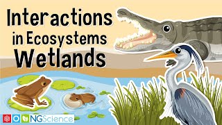 Interactions in Ecosystems – Wetlands [upl. by Annairdna]