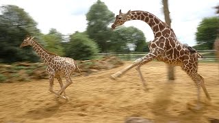 Giraffes walk gallop and play at ZSL Whipsnade Zoo [upl. by Langbehn]