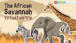 African Savannah – Virtual Field Trip [upl. by Nomrej]