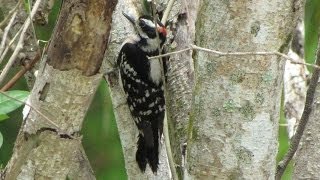 Hairy Woodpecker Call [upl. by Tanney]