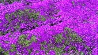 Delosperma cooperi  Iceplant [upl. by Ellon]