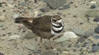 Killdeer bird fakes being injured [upl. by Addiego817]