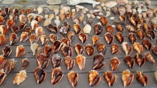 Seashell MOTHERLOAD Shelling at Cayo Costa near Sanibel Island  shell hunting [upl. by Merrily]