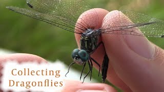 How to Collect Dragonflies [upl. by Leirvag]