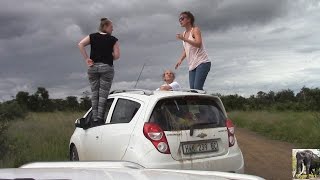 Kruger Park Tourists Out Of Car At Lion Sighting [upl. by Yenaled]