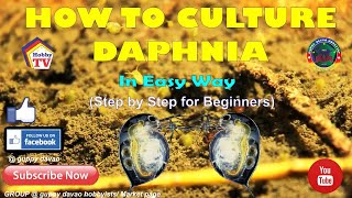 HOW TO CULTURE DAPHNIA In Easy Way [upl. by Stinky320]