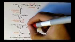 Human Metabolism Map II  Gluconeogenesis amp Glycogenesis [upl. by Herbst742]