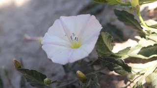 FIELD BINDWEED Convolvulus arvensis [upl. by Berta624]