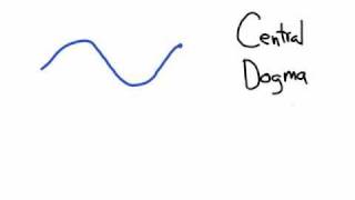 The Central Dogma Transcription and Translation [upl. by Enirehtakyram]