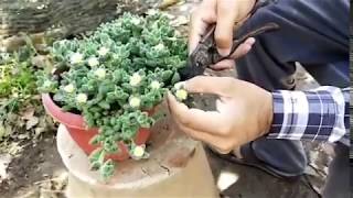 How to propagate Delosperma Echinatum Pickle Plant [upl. by Romalda]