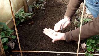 Comment semer les choux fleur  Monjardindansleslandes [upl. by Racso]