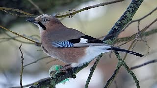 Sojka obecná Garrulus glandarius Eurasian jay Сойка Eichelhäher Sójka zwyczajna Sojka obyčajná [upl. by Lenuahs]