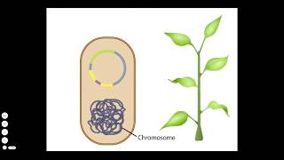 Agrobacterium A Plant Gene Transfer Vector [upl. by Lathrope]