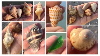 Sanibel shelling Blind Pass  Fort Myers Beach shelling Comparing shelling at 2 beaches on same day [upl. by Havot]