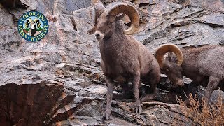 Livin the Wildlife Bighorn Sheep in Colorado [upl. by Carberry]