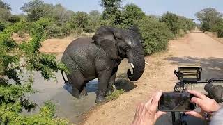 Kruger National Park Safari [upl. by Keram]