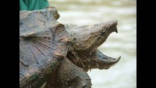 Alligator Snapping Turtle  Facts and Figures [upl. by Guss]