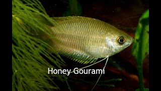 Honey Gourami A perfect peaceful centerpiece fish [upl. by Alphonsine950]