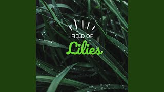 Lilies of the field [upl. by Filipe]