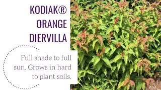 Kodiak®️ Orange Diervilla  wwwgardencrossingscom [upl. by Oijres]