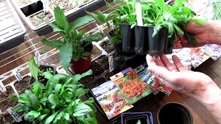 Seed Starting Perennials Indoors All the DetailsStart Early Grow Roots OverSeed amp Divide [upl. by Hakon259]