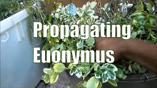 Propagating Euonymus Shrubs  How To Propagate Plants [upl. by Harv249]