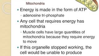 Cell Organelles Structure amp Function [upl. by Sower]